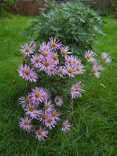 CHRYSANTHEMUM rubellum ‘Clara Curtis’