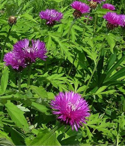 CENTAUREA dealbata