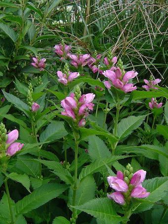 CHELONE obliqua