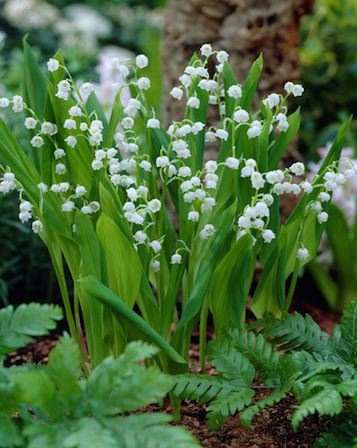 CONVALLARIA majalis