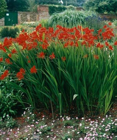 CROCOSMIA ‘Lucifer’