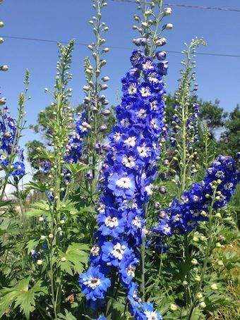 DELPHINIUM pacific giant ‘Blue Bird’