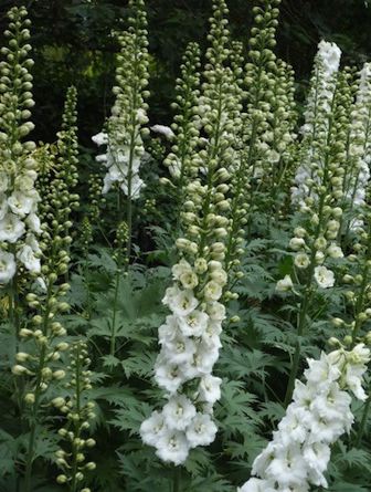 DELPHINIUM pacific giant ‘Galahad’