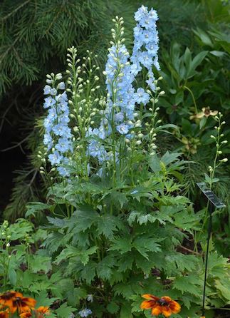 DELPHINIUM magic fountain ‘Sky Blue’