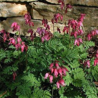 DICENTRA formosa ‘Luxuriant’