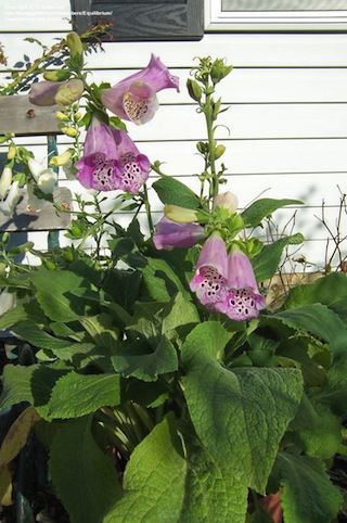 DIGITALIS mertonensis