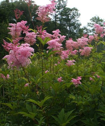 FILIPENDULA rubra ‘Venusta’