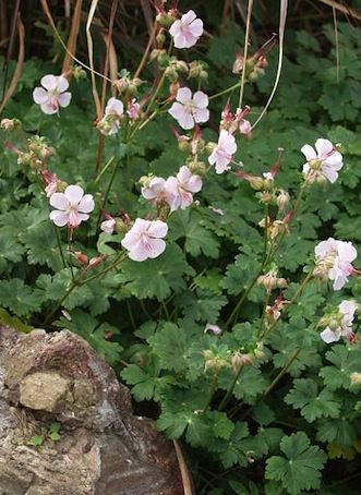 GERANIUM cantabrigiense ‘Biokovo’