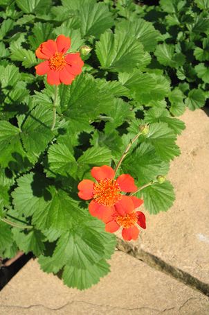 GEUM ‘Borisii’