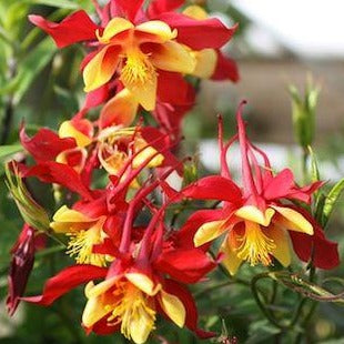 AQUILEGIA Musik Rouge & Jaune or