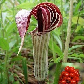 ARISAEMA triphyllum (Petit Prêcheur)