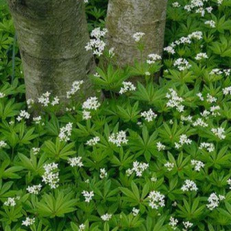 ASPERULA odorata