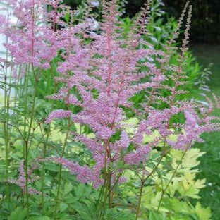 ASTILBE arendsii ‘Cattleya’