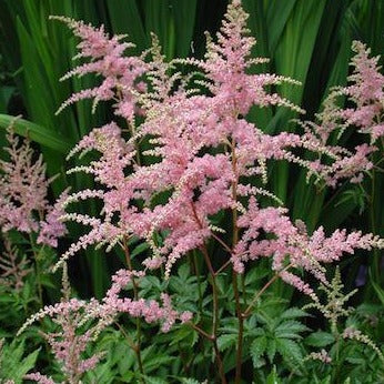 ASTILBE arendsii ‘Bressingham Beauty’