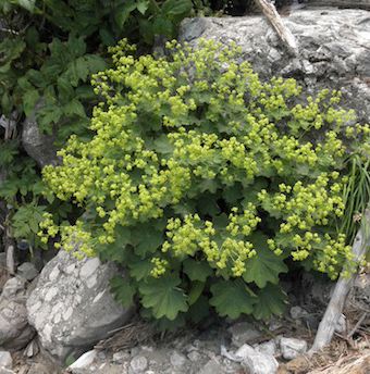 ALCHEMILLA mollis