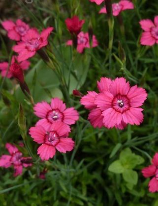 DIANTHUS deltoides ‘Brilliant’