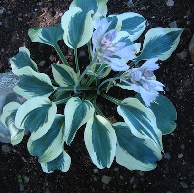 HOSTA ‘Blue Ivory’