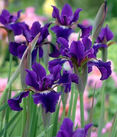 IRIS sibirica ‘Ruffled Velvet’