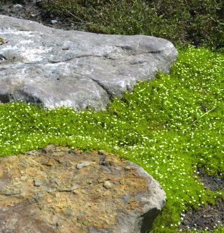 ARENARIA verna ‘aurea’