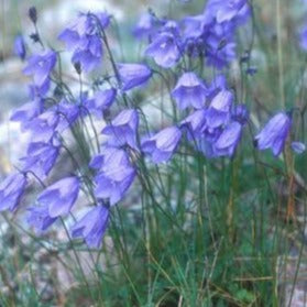 CAMPANULA rotundifolia