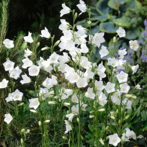 CAMPANULA persicifolia Alba