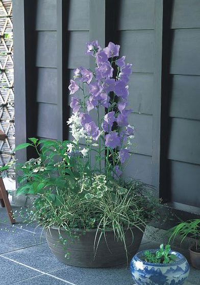 CAMPANULA persicifolia ‘Takion Blue’