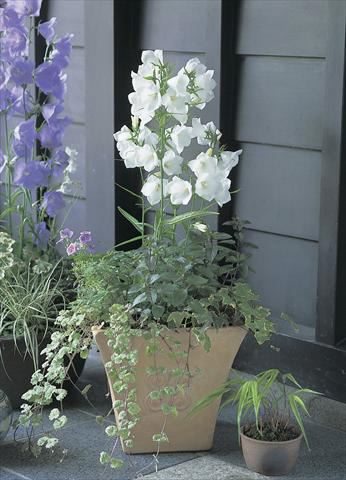 CAMPANULA persicifolia ‘Takion White’