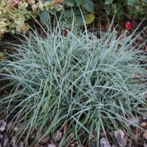 CAREX glauca ‘Blue Zinger’