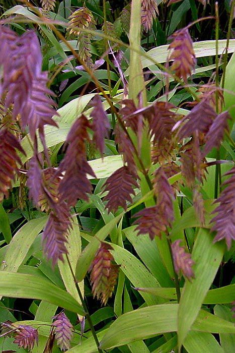 CHASMANTHIUM latifolium