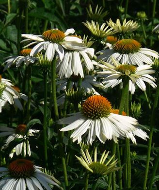 ECHINACEA purpurea ‘Pow Wow White’