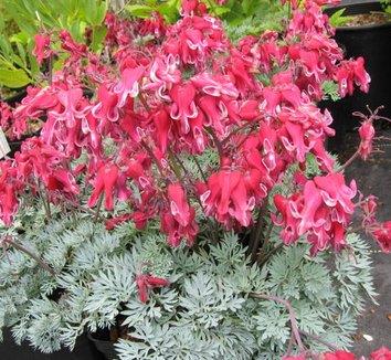 DICENTRA ‘Burning Hearts’