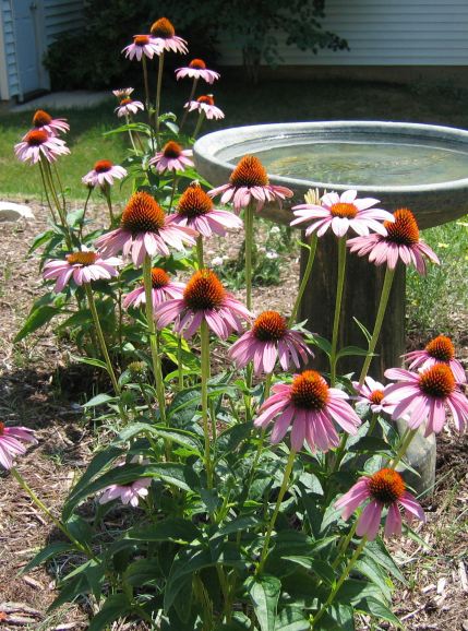 ECHINACEA purpurea