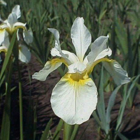 IRIS sibirica ‘White Swirl’