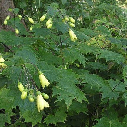 KIRENGESHOMA palmata