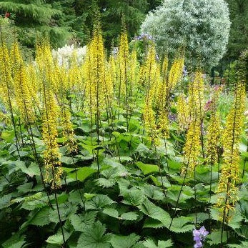 LIGULARIA x ‘The Rocket’