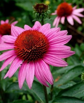 ECHINACEA purpurea ‘Ruby Star’