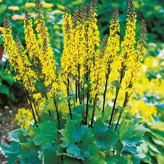 LIGULARIA stenocephala ‘Little Rocket’