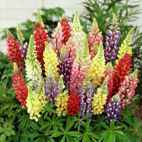 LUPINUS x ‘Gallery’