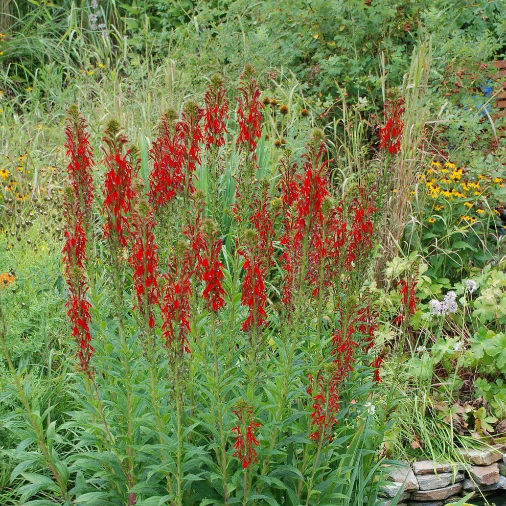 LOBELIA cardinalis