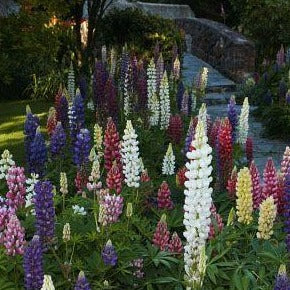 LUPINUS x ‘Russell’