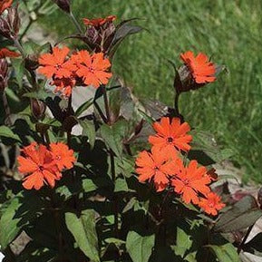 LYCHNIS arkwrightii ‘Vesuvius’