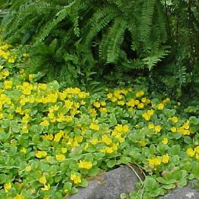 LYSIMACHIA nummularia