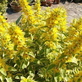 LYSIMACHIA punctata ‘Golden Alexander’