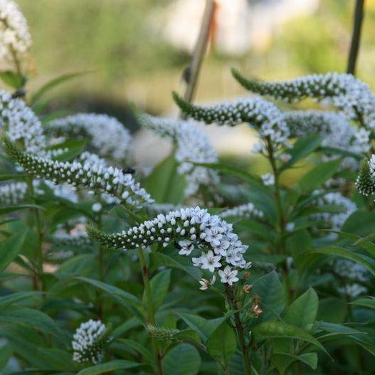 LYSIMACHIA clethroides