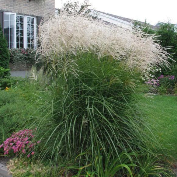 MISCANTHUS sinensis ‘Graziella’