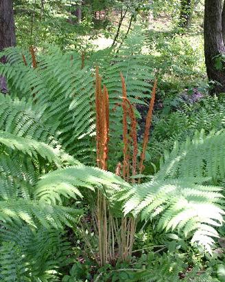 OSMUNDA cinnamomea