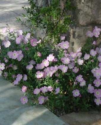 OENOTHERA berlandieri ‘Siskiyou’