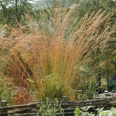 MOLINIA caerulea arundinacea ‘Skyracer’