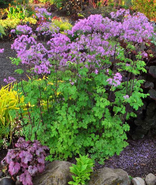 THALICTRUM ‘Black Stockings’