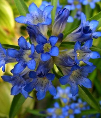 GENTIANA dahurica